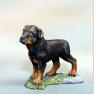 Rottweiler Dog